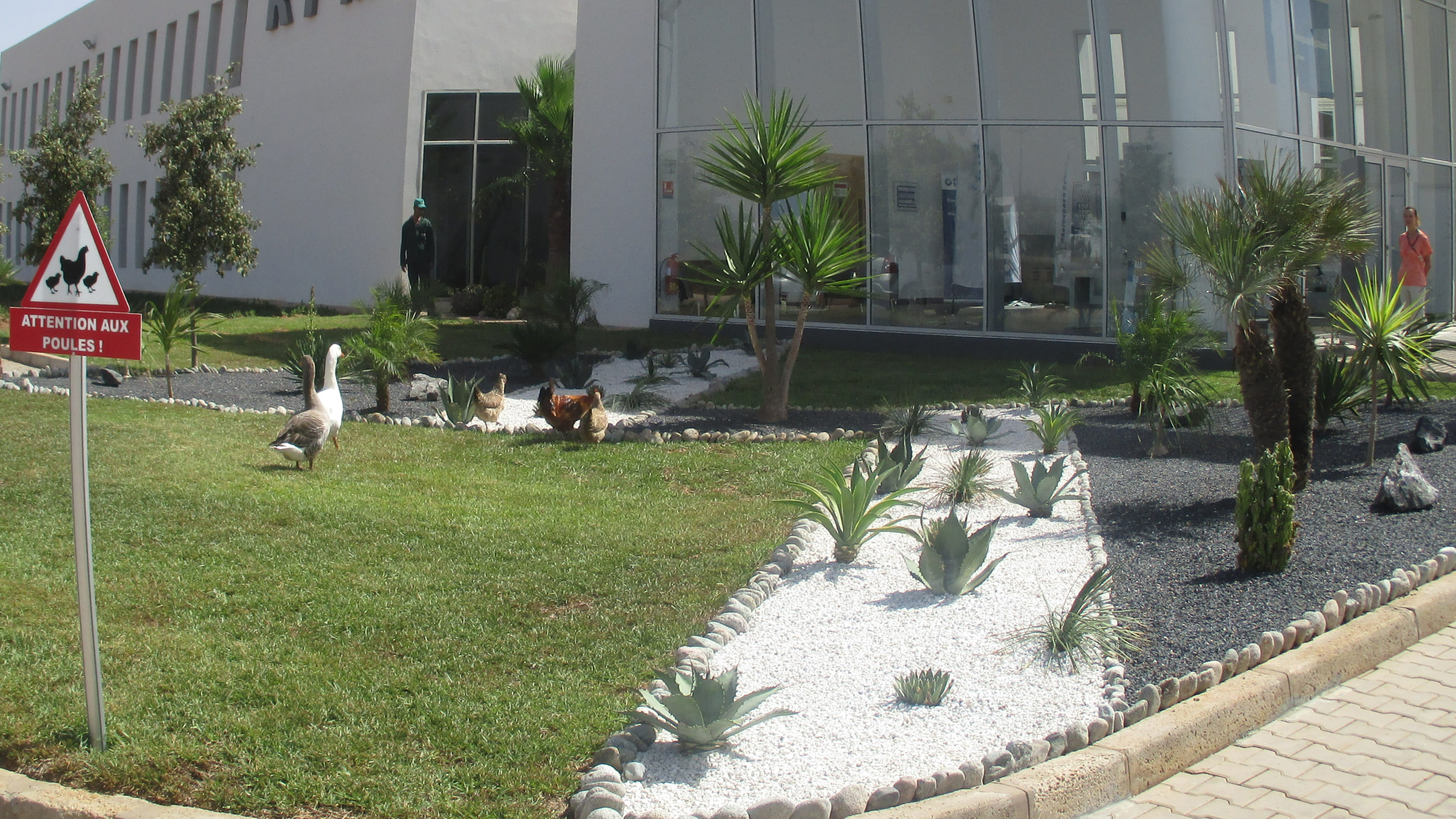 At the Collins site in Casablanca, ducks, geese and chickens help keep moths from flying into the specialized aircraft parts built at the site.