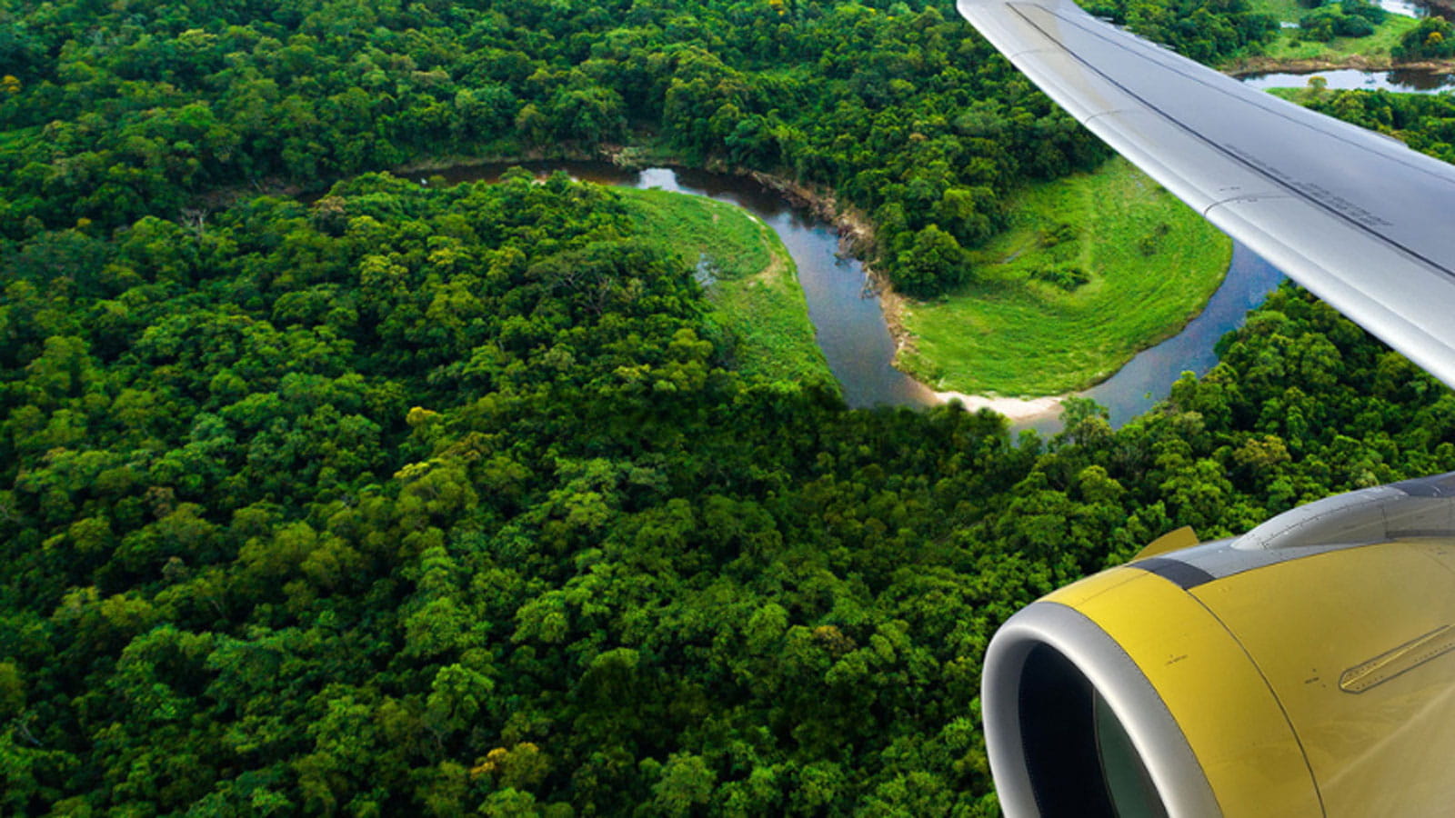 Yellow airplane flying above green forest