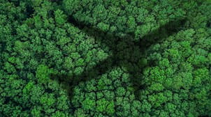 Shadow of a plan over a lush forest