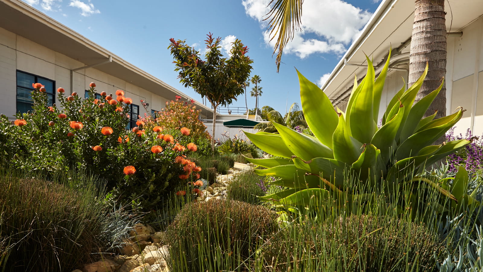 Trees and plants between two buildings outdoors