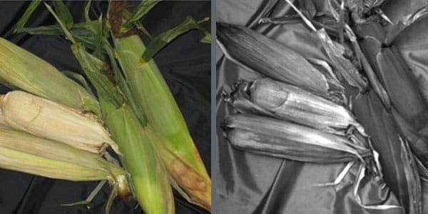 Ears of corn as seen by the naked eye and through a SWIR camera
