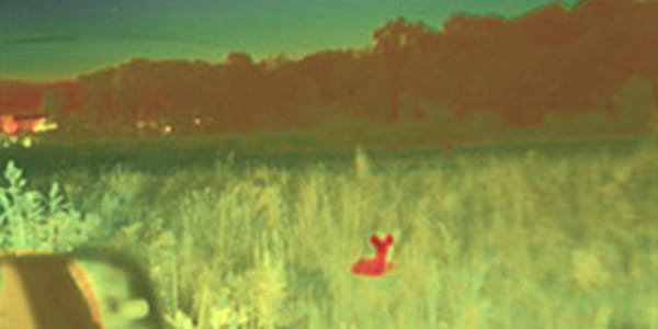hinted swir night view deer in field