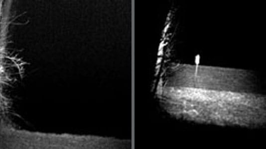 close and long range view of tree and sign on property