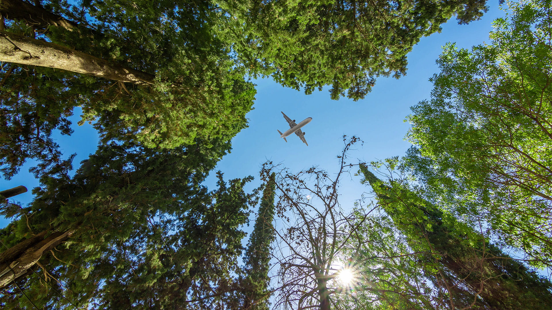 Airplane flying above the forest, bottom view