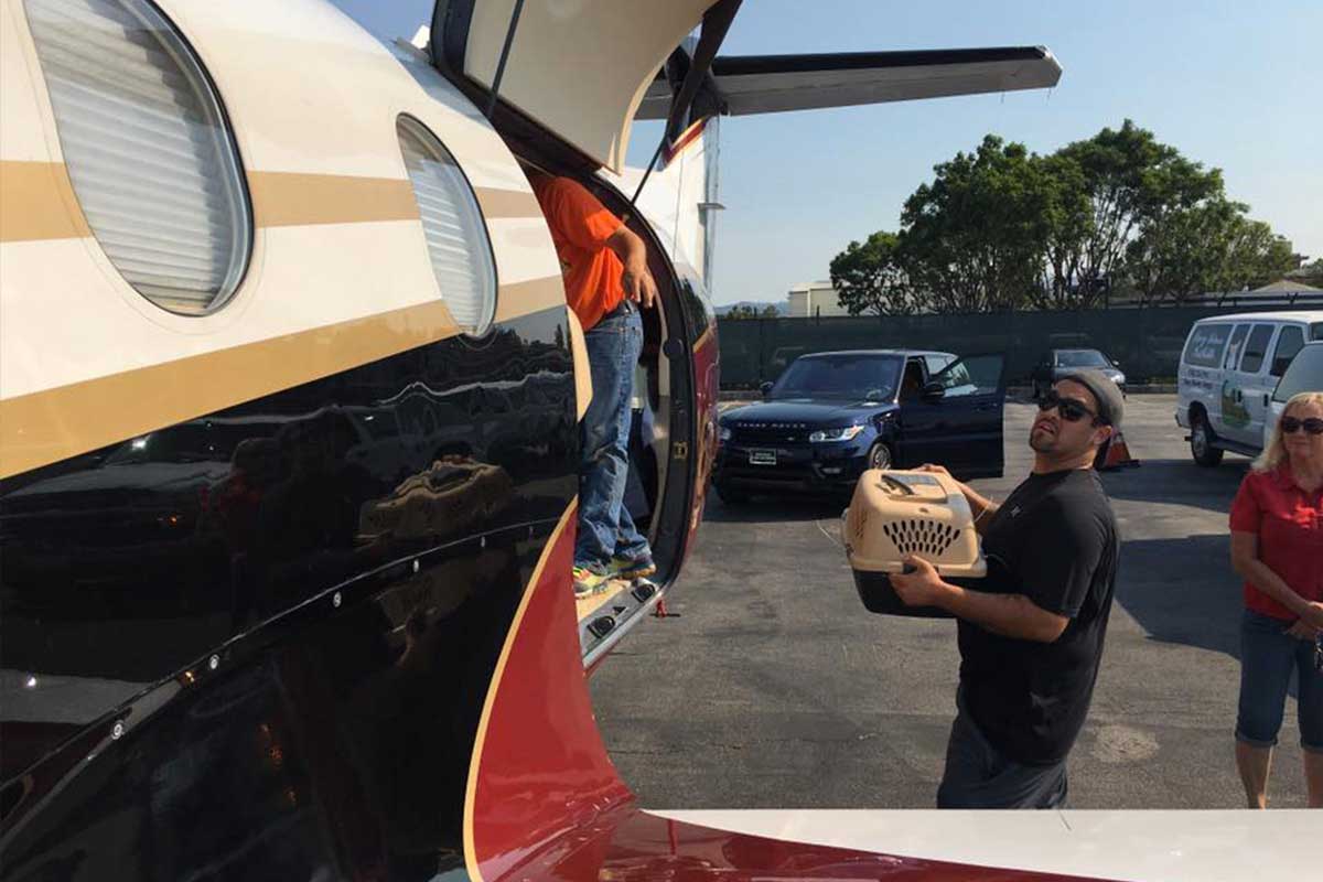 ff_flying_to_save_fido_bodyimage_2