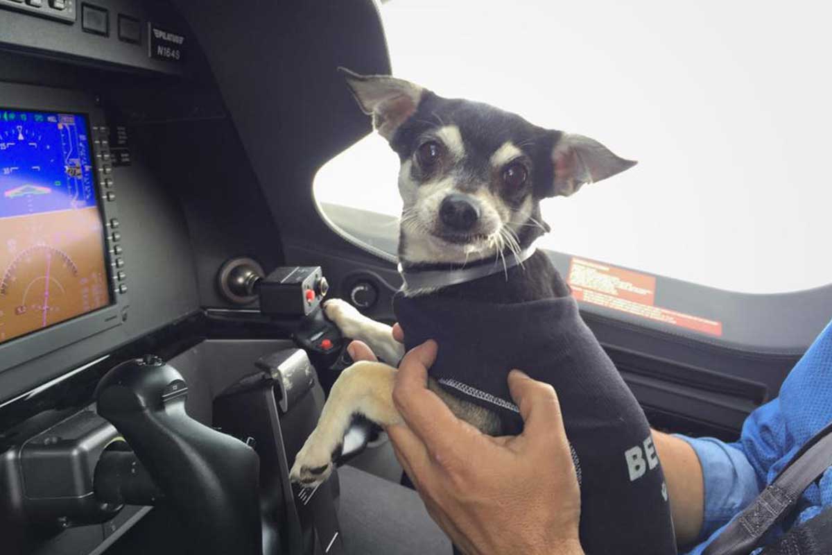 ff_flying_to_save_fido_bodyimage_4